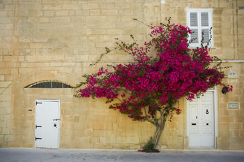 Maltese Home